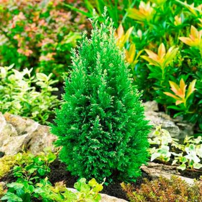 Кипарисовик Лавсона Сноу Вайт Кипарисовик Лавсона Сноу Вайт - Dolina-Sad.Ru