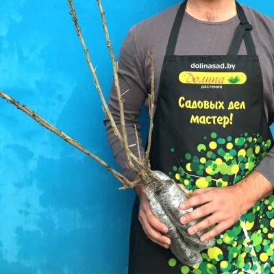 Смородина Черная Ядреная Смородина Черная Ядреная фото