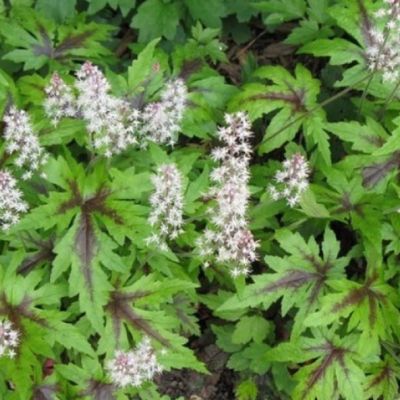 Тиарелла Айрон Баттерфляй , С1,5 Тиарелла Айрон Баттерфляй , С1,5 фото