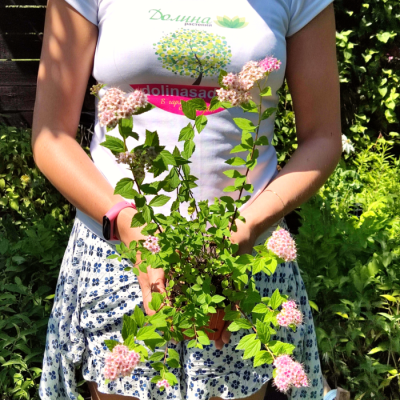 Спирея японская Литл Принцесс - Dolina-Sad.Ru