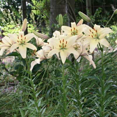 Лилия Перл Франсес Лилия Перл Франсес - Dolina-Sad.Ru