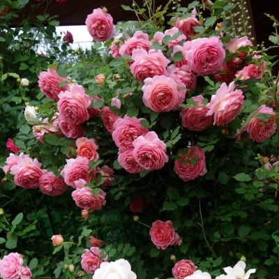 Роза Джубили Селебрейшн - Dolina-Sad.Ru