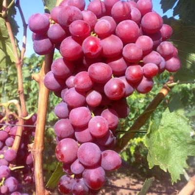 Виноград Алиса Виноград Алиса фото