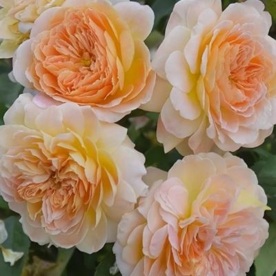 Роза Амаретто Роза Амаретто - Dolina-Sad.Ru