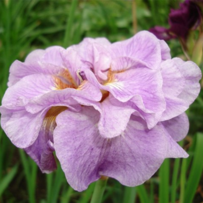 Ирис Пинк Парфайт Ирис Пинк Парфайт фото