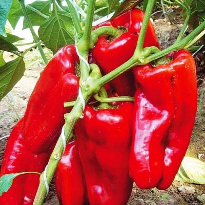 Перец Бизон Перец Бизон фото