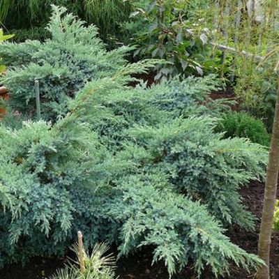 Можжевельник чешуйчатый Блю Свид Можжевельник чешуйчатый Блю Свид фото