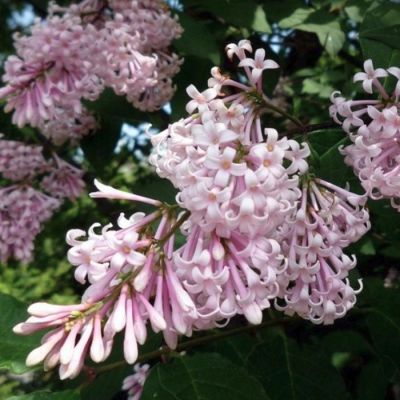 Сирень венгерская Сирень венгерская - Dolina-Sad.Ru