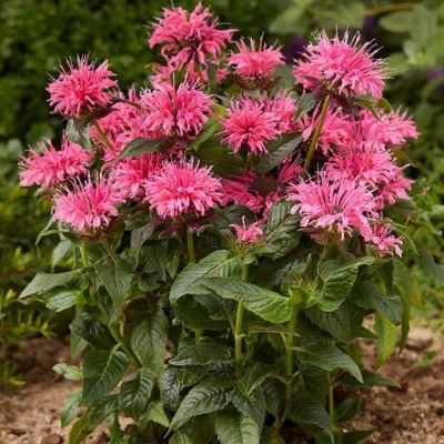 Монарда Крофтвей Пинк - Dolina-Sad.Ru