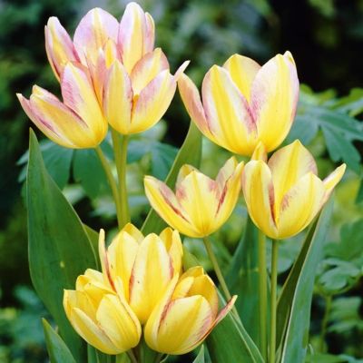 Тюльпан Антуанетта Тюльпан Антуанетта фото