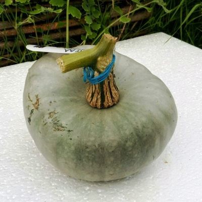 Тыква Изящная фото