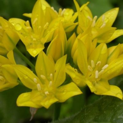 Аллиум Еллоу Фэнтези Аллиум Еллоу Фэнтези - Dolina-Sad.Ru