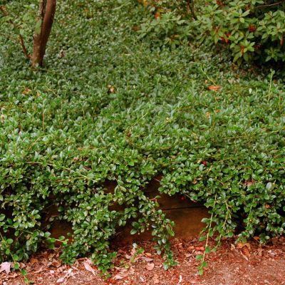 Кизильник Даммера Кизильник Даммера - Dolina-Sad.Ru