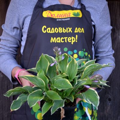 Хоста Эс Энджел Хоста Эс Энджел фото