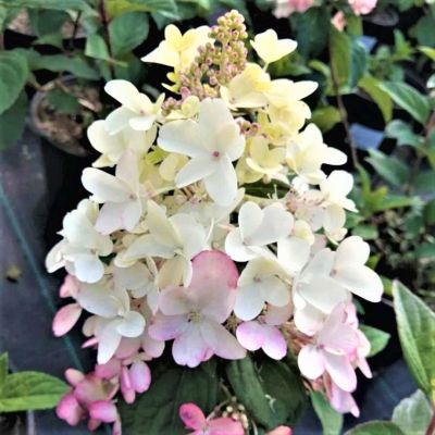 Гортензия метельчатая Петит Лантерн, С3 - Dolina-Sad.Ru