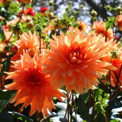 Георгина Оранж Перфекшн Георгина Оранж Перфекшн фото