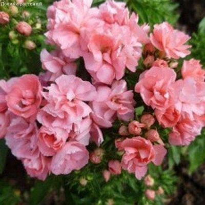 Флокс Шанель друммонда фото