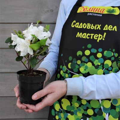 Рододендрон Адонис Рододендрон Адонис фото