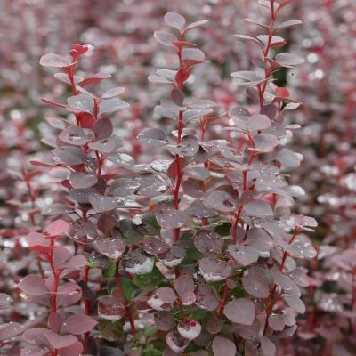 Барбарис Тунберга Шоколад Саммер, С3 - Dolina-Sad.Ru