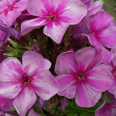 Флокс Паникулата Смоки фото