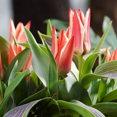 Тюльпан Плаисир Тюльпан Плаисир - Dolina-Sad.Ru