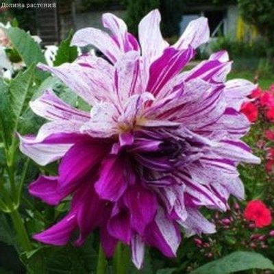 Георгина Бристол Страйп (Гиганты) Георгина Бристол Страйп (Гиганты) фото