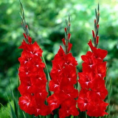 Гладиолус Трейдерхорн - Dolina-Sad.Ru