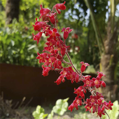 Гейхера кроваво-красная Лёйхткефер Гейхера кроваво-красная Лёйхткефер фото