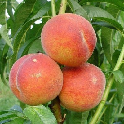 Персик вулкан фото