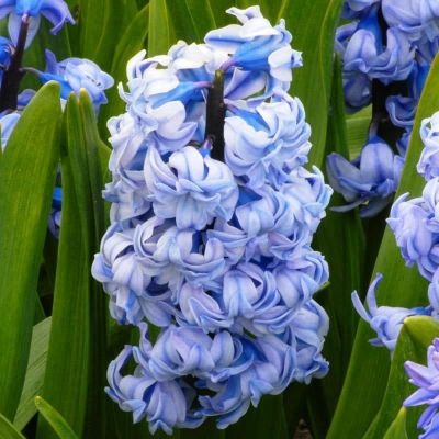 Гиацинт Дженерал Кохлер фото