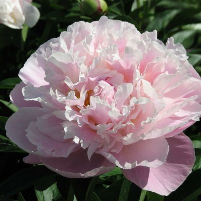 Пион Леди Александр Дафф Пион Леди Александр Дафф - Dolina-Sad.Ru