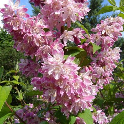 Дейция Страуберри Филдс фото