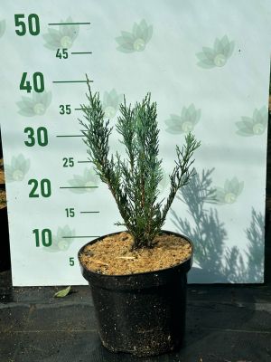 Можжевельник скальный Мунглоу, C3 - Dolina-Sad.Ru