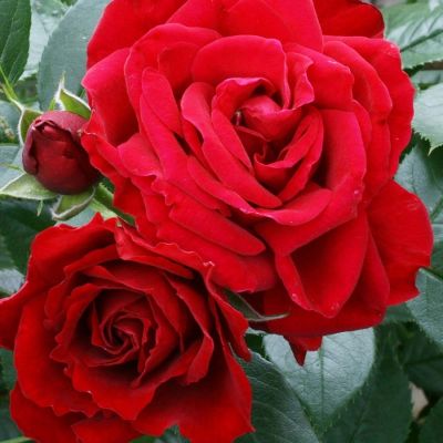 Роза Руби Вединг - Dolina-Sad.Ru