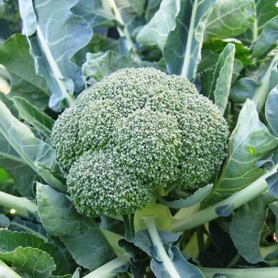 Капуста брокколи Фиеста F1 (Голландия) Капуста брокколи Фиеста F1 (Голландия) фото