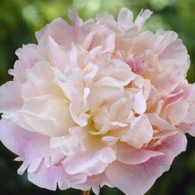 Пион Леди Александр Дафф Пион Леди Александр Дафф - Dolina-Sad.Ru