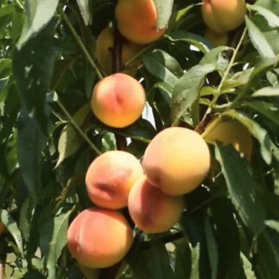 Персик Харроу Даймонд Персик Харроу Даймонд - Dolina-Sad.Ru