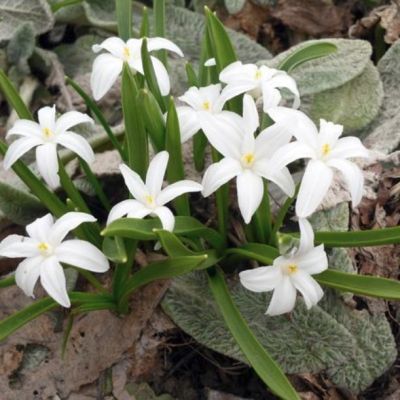 Хионодокса Альба Хионодокса Альба - Dolina-Sad.Ru