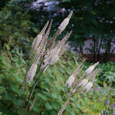 Воронец кистевидная кордифолия - Dolina-Sad.Ru