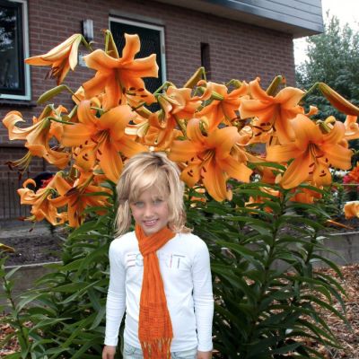 Лилия Оранж Спейс Лилия Оранж Спейс - Dolina-Sad.Ru