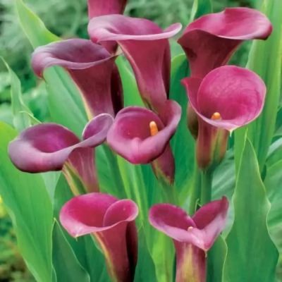 Калла Пурпл Принц Калла Пурпл Принц фото