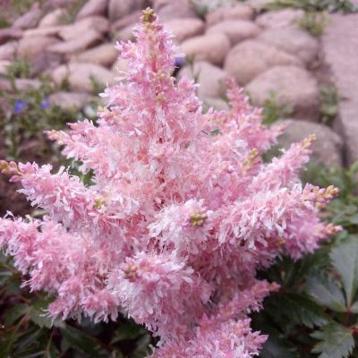 Астильба Шугарберри Астильба Шугарберри - Dolina-Sad.Ru