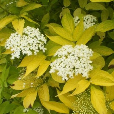 Бузина чёрная Ауреа, С3 Бузина чёрная Ауреа, С3 - Dolina-Sad.Ru