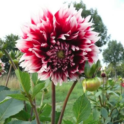 Георгина Ред энд Вайт Фубуки Георгина Ред энд Вайт Фубуки - Dolina-Sad.Ru