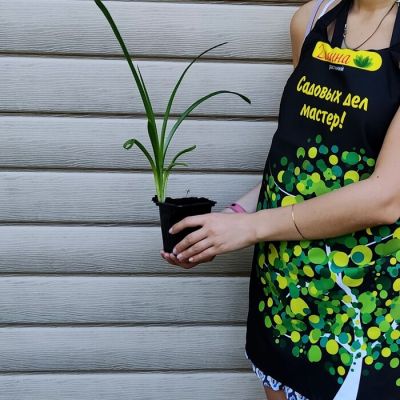 Лилейник Анлок зе Старс фото