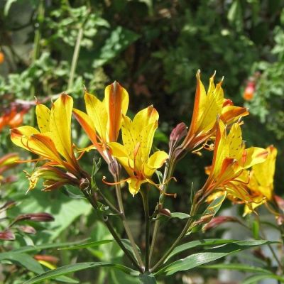 Альстромерия Свит Лаура Альстромерия Свит Лаура - Dolina-Sad.Ru