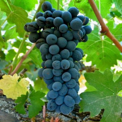 Виноград Мишель Палиери Виноград Мишель Палиери - Dolina-Sad.Ru