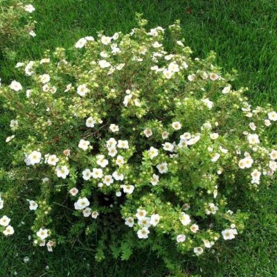 Лапчатка Крем Брюле, С2 Лапчатка Крем Брюле, С2 - Dolina-Sad.Ru