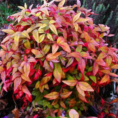 Нандина Фаерпауэр Нандина Фаерпауэр фото