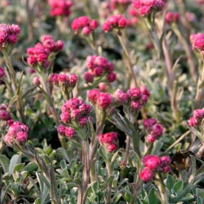 Кошачья лапка двудомная , P9 Кошачья лапка двудомная , P9 фото